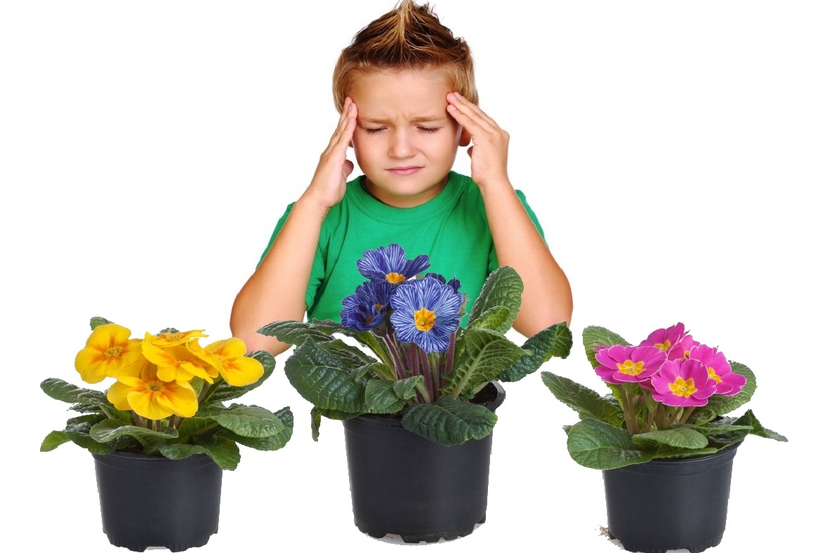 Домашние цветы опасные для людей. Цветок в горшке. Комнатные растения для детей. Дети с комнатными цветами. Комнатные цветы опасные для детей.